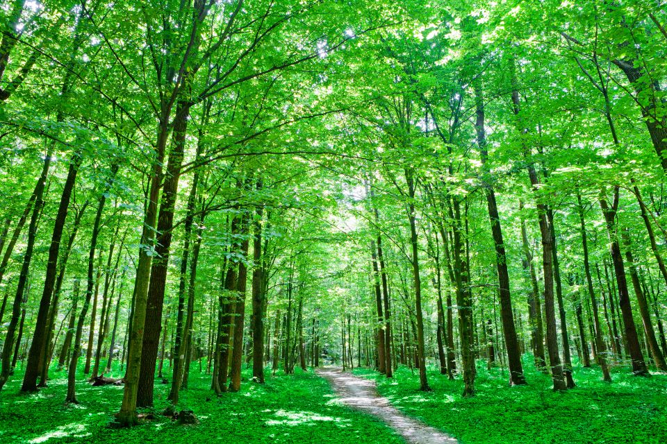 La naturaleza como recurso en la clase de español